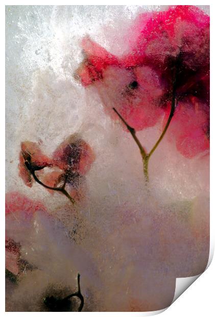 bougainvillea flowers in ice, a composition Print by Jose Manuel Espigares Garc