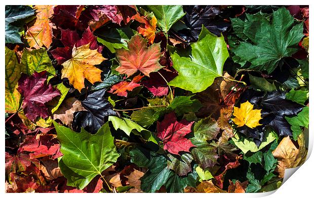  Autumn leaves Print by Mike Sannwald