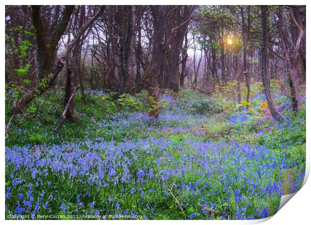 Enchanting Bluebell Forest Print by Beryl Curran