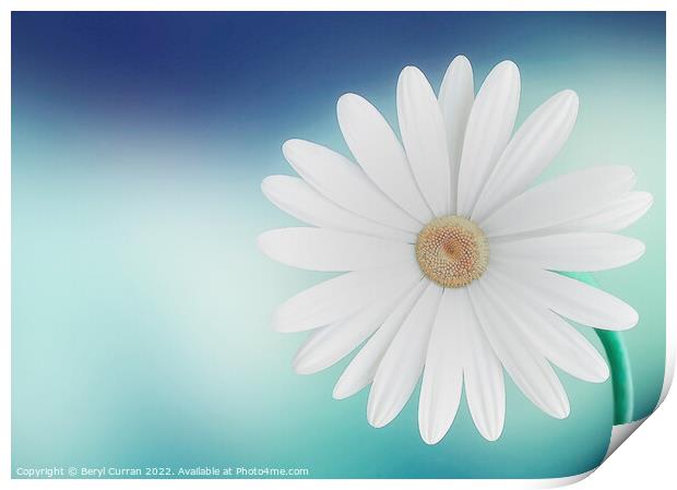 Graceful Daisy on Blue Background Print by Beryl Curran