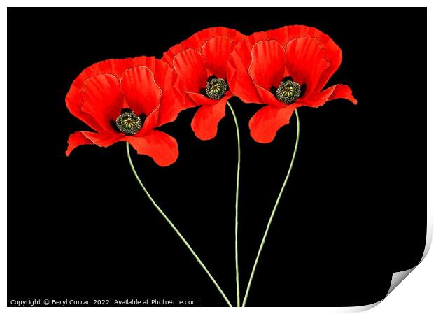 Fiery Trio Red Poppies  Print by Beryl Curran