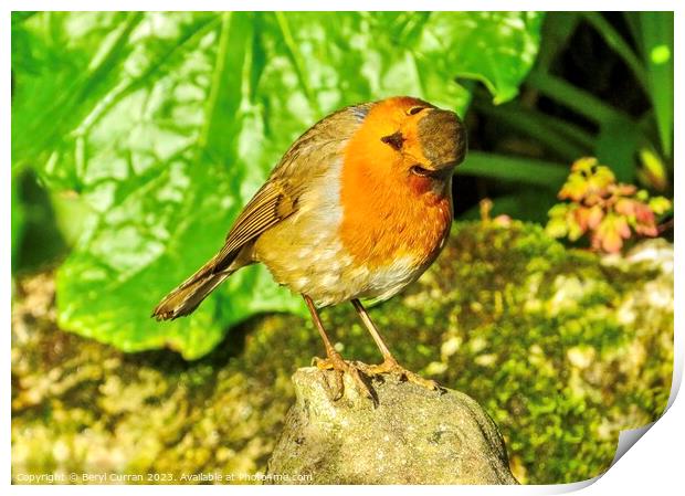 Captivating Robin Red Breast Print by Beryl Curran