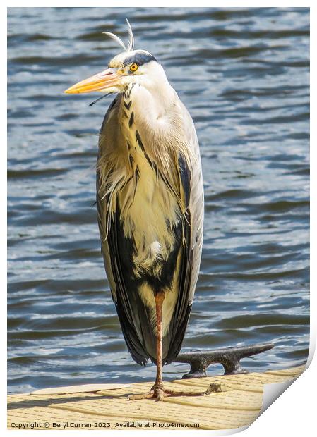 Punk Rocker Heron Print by Beryl Curran