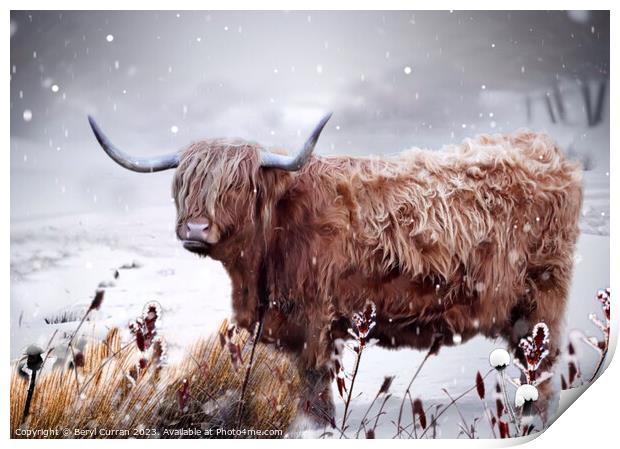 Highland Cow Print by Beryl Curran