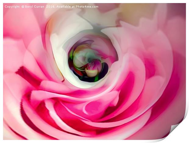 Soft Pink Rose Bud Print by Beryl Curran