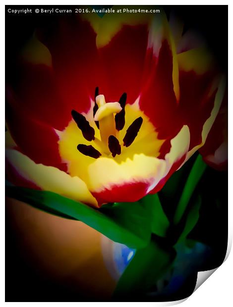 Vibrant Red Tulips Print by Beryl Curran