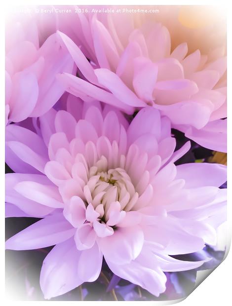 Majestic Pink Chrysanthemums Print by Beryl Curran