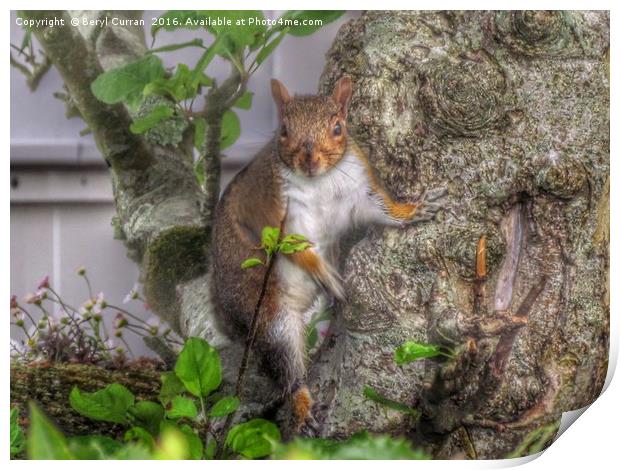 Sneaky Squirrel Steals Surprise Snacks Print by Beryl Curran