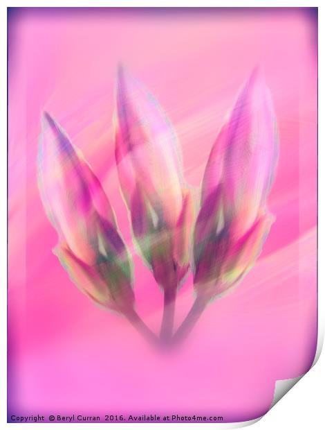 Pink Lily Buds in Modern Art Print by Beryl Curran