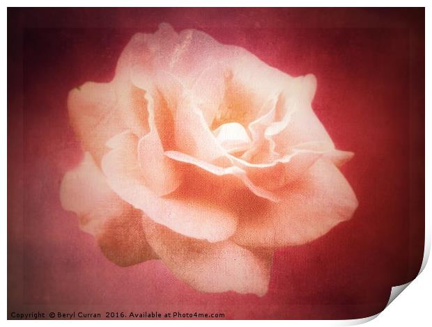 Peach Rose Blossom Print by Beryl Curran