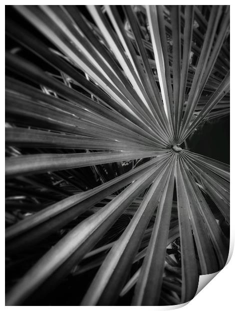 Majestic Palm Leaf Print by Beryl Curran