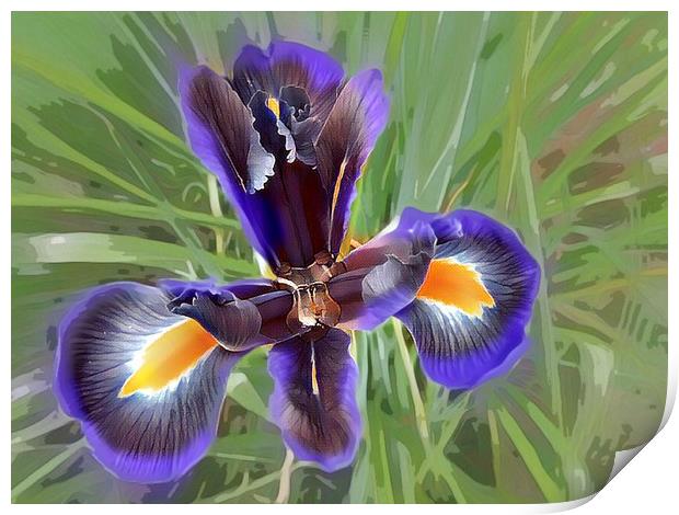 Majestic Purple Iris Print by Beryl Curran