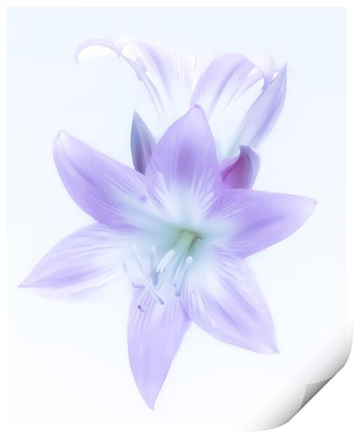 Ethereal Lilac Lily Print by Beryl Curran
