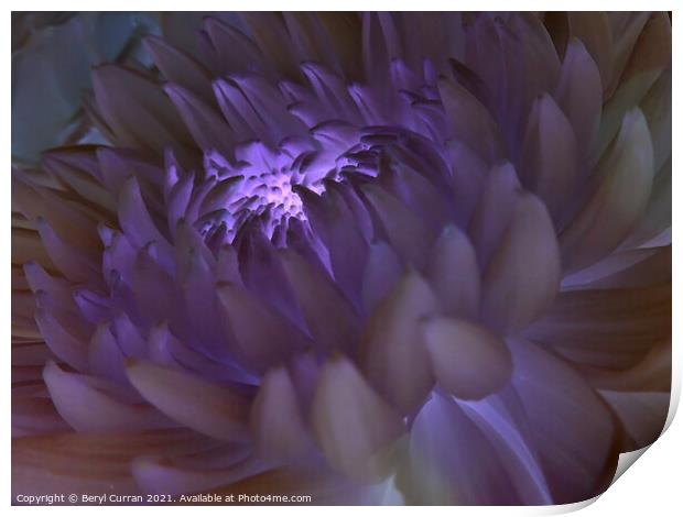 Radiant Purple Bloom Print by Beryl Curran