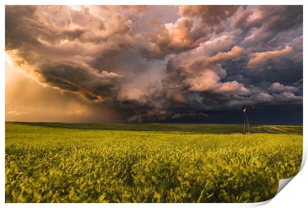 Montana stormy sunset over yellow rapeseed Print by John Finney