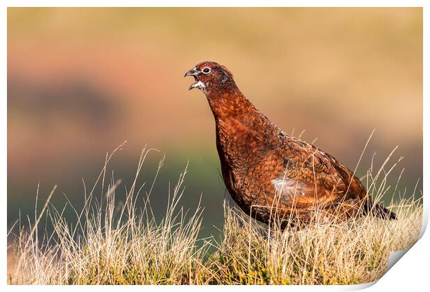 Wild Red Grouse in the Derbyshire Peak District  Print by John Finney