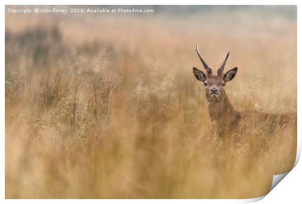 Wild Deer in Derbyshire Print by John Finney