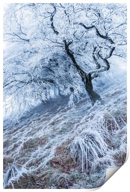 Winter Hoar frost  Print by John Finney