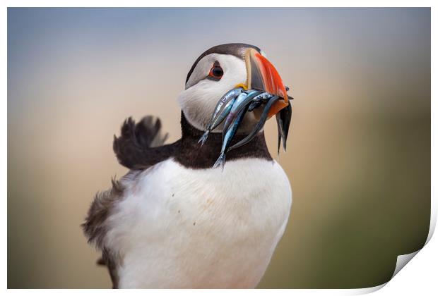 Wild Puffin, catch of the day.  Print by John Finney