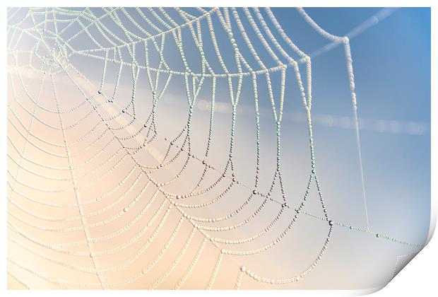 Spiders Web Print by John Finney