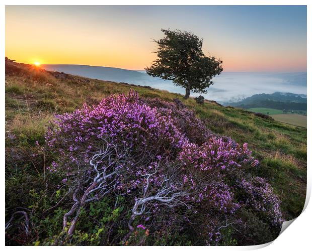 Purple Heather Sunrise, Derbyshire Print by John Finney