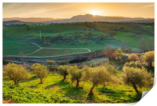 Olive orchards at sunrise, Ronda, Puente Nuevo.  Print by John Finney