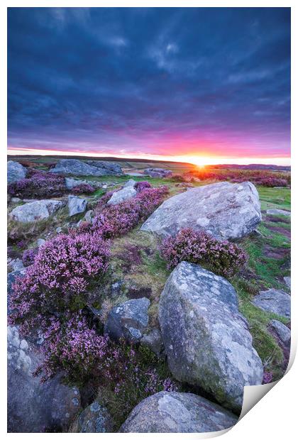 Curbar Purple Heather Sunrise, Peak District Print by John Finney