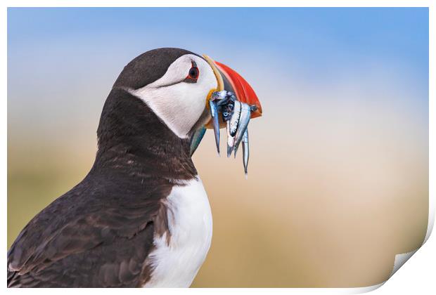 Wild Puffin, catch of the day.   Print by John Finney