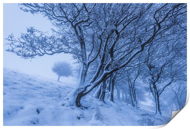 Rushup Edge Trees in Winter Print by John Finney