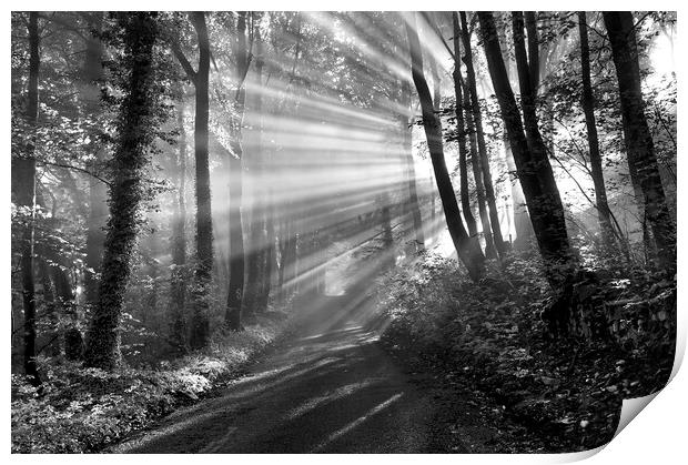 Lightrays through woodland. Peak District.  Print by John Finney