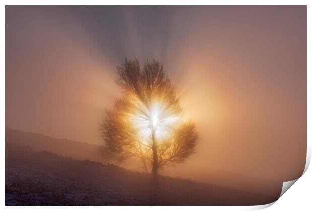 The Tree of Life. Peak District sunrise Print by John Finney