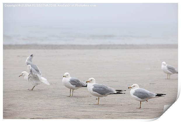 Seagulls on foggy beach Print by ELENA ELISSEEVA