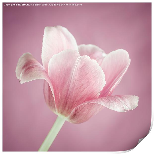 Pink tulip Print by ELENA ELISSEEVA