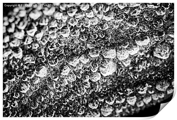 Dew drops on leaf Print by ELENA ELISSEEVA
