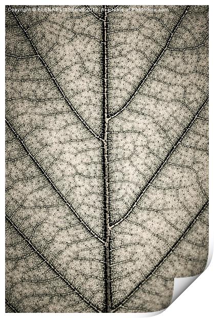 Leaf texture in sepia Print by ELENA ELISSEEVA