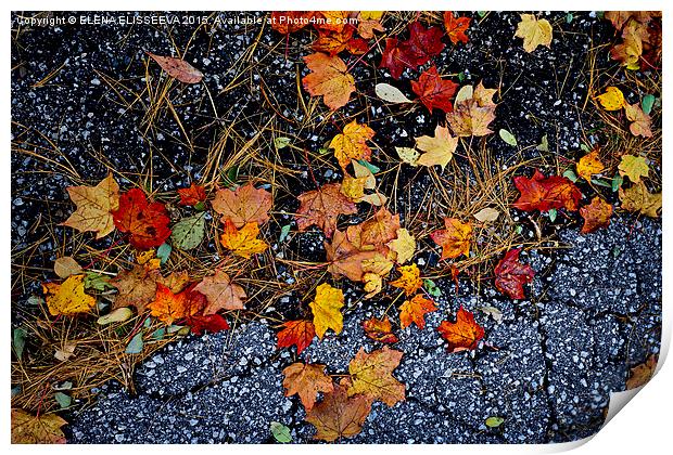 Fall leaves on pavement Print by ELENA ELISSEEVA