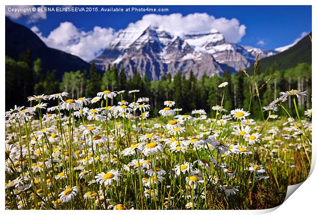 Daisies in Canadian Rockies Print by ELENA ELISSEEVA