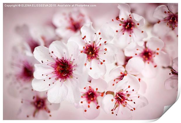  Cherry blossoms Print by ELENA ELISSEEVA