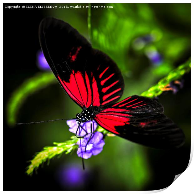 Red heliconius dora butterfly Print by ELENA ELISSEEVA