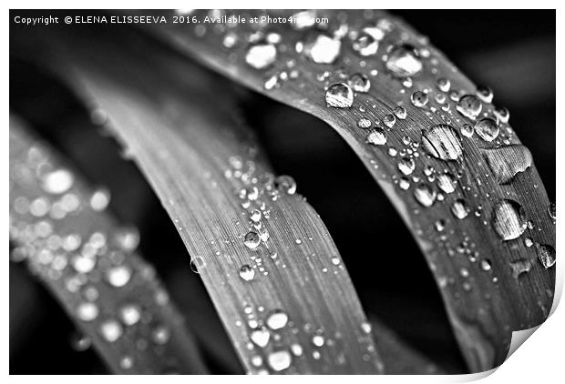 Raindrops on grass Print by ELENA ELISSEEVA