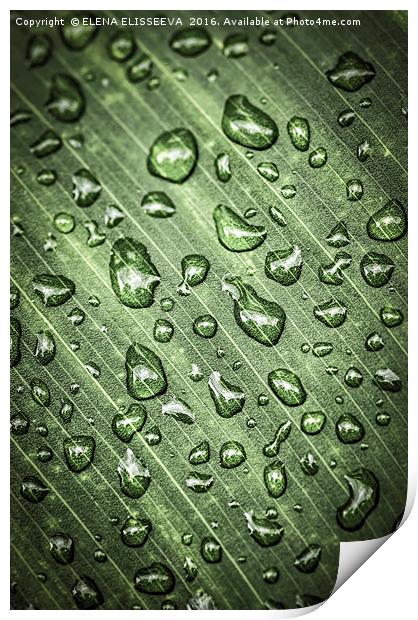 Green leaf with raindrops Print by ELENA ELISSEEVA