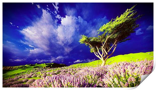 Lavender fields Print by Dariusz Miszkiel
