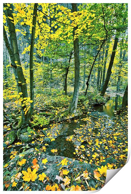 Creek in fall time Print by Dariusz Miszkiel