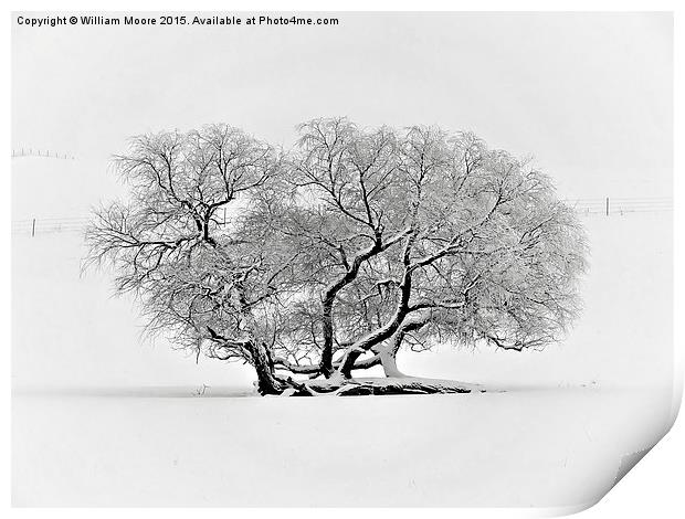  Tree in Winter Print by William Moore