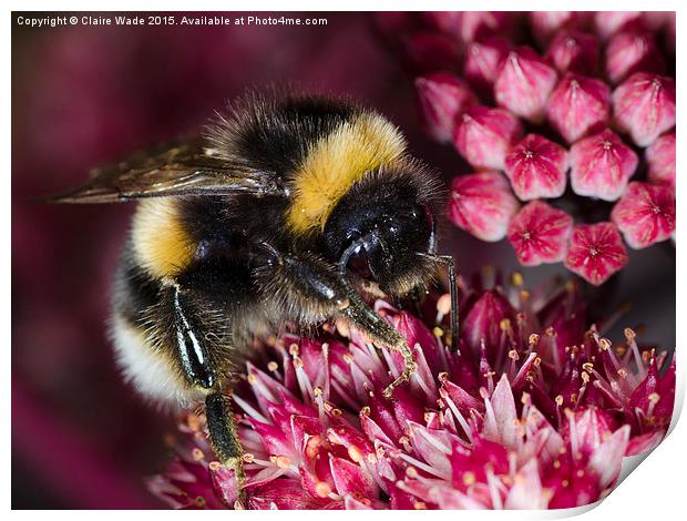  Close up of Bee on pink flower Print by Claire Wade
