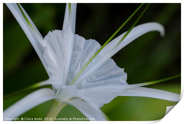 Spider Lily Flower in Thailand Print by Claire Wade