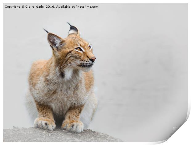 Beautiful Eurasian Lynx Print by Claire Wade