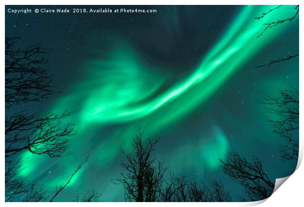 Northern Lights over Trees Print by Claire Wade