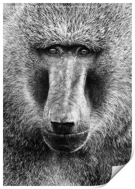 Baboon Face in Black and White Print by Claire Wade