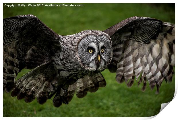  Owl in Flight Print by Glyn Wade